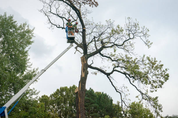 How Our Tree Care Process Works  in  Mount Dora, FL